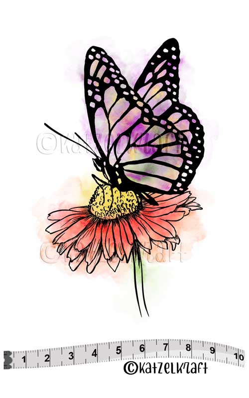 solo127_daisy_butterfly_