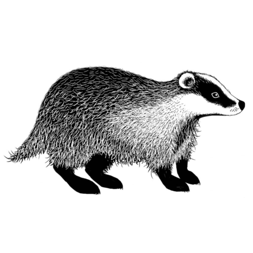 badger-500x500