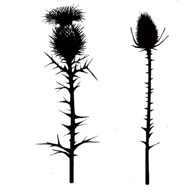 thistles